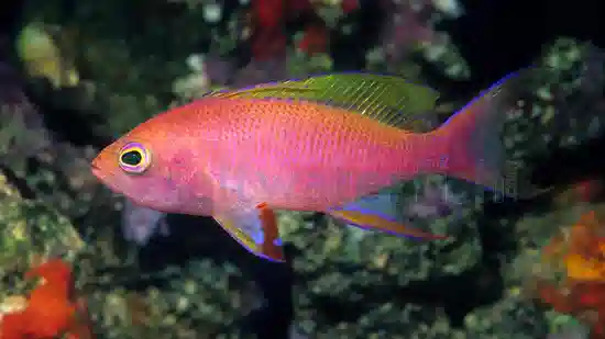 Resplendent Anthias